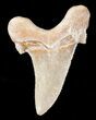 Fossil Auriculatus Shark Tooth - Dakhla, Morocco #16938-1